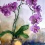 ORCHID