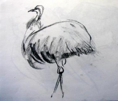 OSTRICH