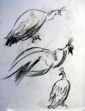 PEACOCKS