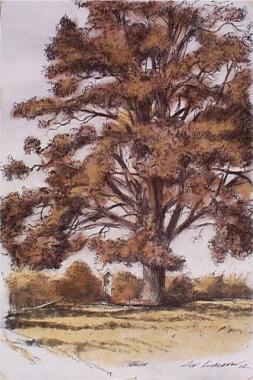 OAK