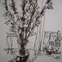 Gladioluses