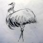 OSTRICH