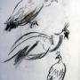 PEACOCKS